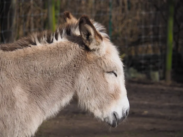 Lens Polder kinderboerderij in Nieuwpoort (Belgie)